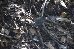 Basileuterus lachrymosus