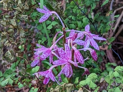 Dipodium campanulatum