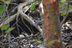 Basileuterus lachrymosus