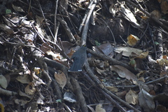 Basileuterus lachrymosus