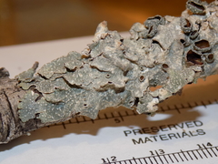 Punctelia hypoleucites