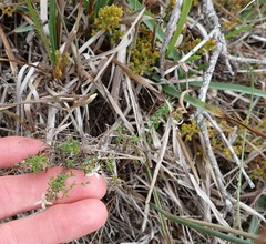 Wahlenbergia calcarea