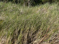 Distichlis distichophylla