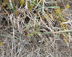 Wahlenbergia calcarea