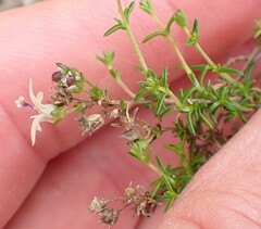 Wahlenbergia calcarea