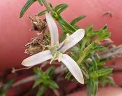 Wahlenbergia calcarea