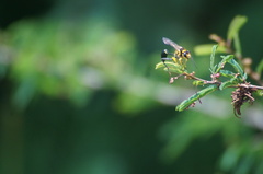 Sceliphron fistularium