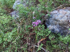 Dipodium campanulatum