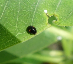 Chilocorus stigma