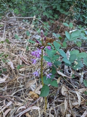 Dipodium campanulatum