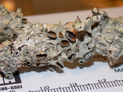 Punctelia hypoleucites