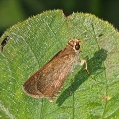 Callimormus saturnus