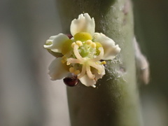 Euphorbia rossiana