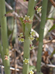 Euphorbia rossiana