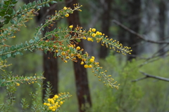 Acacia uncinata