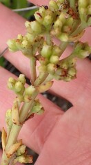 Crassula cultrata