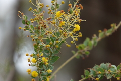 Acacia uncinata