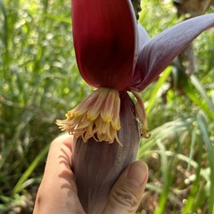 Musa balbisiana