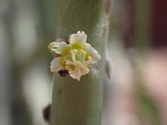Euphorbia rossiana