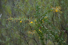 Acacia uncinata