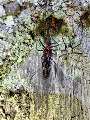 Graptocleptes