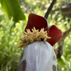Musa balbisiana