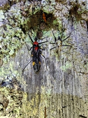 Graptocleptes