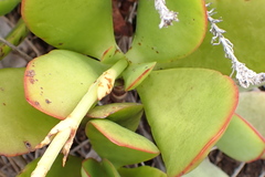 Crassula cultrata