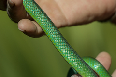 Philothamnus occidentalis