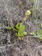 Crassula cultrata