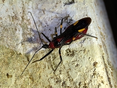 Graptocleptes