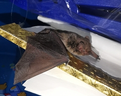 Pipistrellus abramus