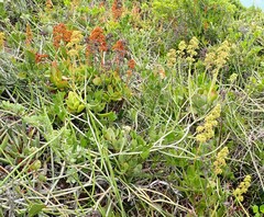 Crassula cultrata