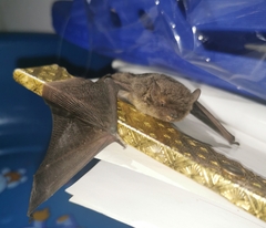 Pipistrellus abramus
