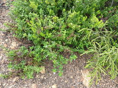 Chaenostoma integrifolium