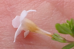 Chaenostoma integrifolium