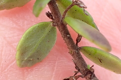 Chaenostoma integrifolium