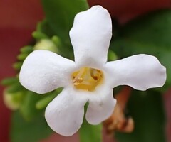 Chaenostoma integrifolium