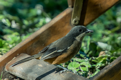 Laniarius ferrugineus