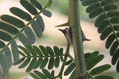 Oxyrhachis