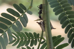 Oxyrhachis