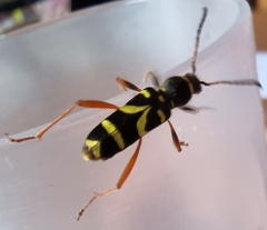 Clytus arietis