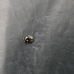 Hyperaspis festiva
