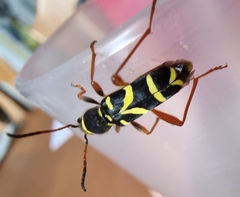 Clytus arietis