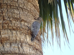 Melanerpes uropygialis