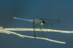 Trithemis furva