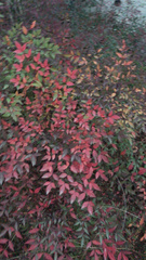 Nandina domestica