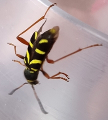 Clytus arietis