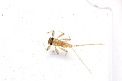 Thamnodontus tobiironis