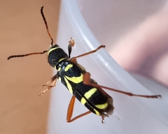 Clytus arietis